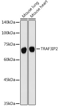 TRAF3IP2 Rabbit Polyclonal Antibody