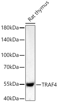 TRAF4 Rabbit Monoclonal Antibody