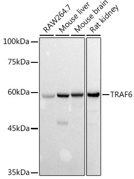 TRAF6 Rabbit Polyclonal Antibody
