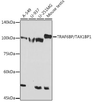 TRAF6BP/TAX1BP1 Rabbit Monoclonal Antibody