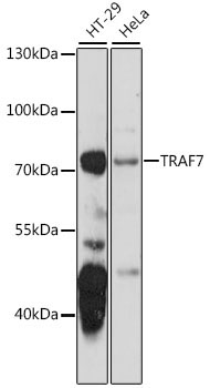 TRAF7 Rabbit Polyclonal Antibody