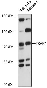 TRAF7 Rabbit Polyclonal Antibody