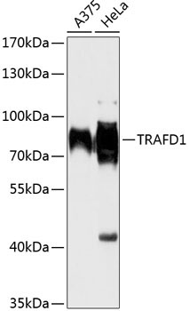 TRAFD1 Rabbit Polyclonal Antibody