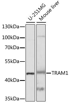 TRAM1 Rabbit Polyclonal Antibody