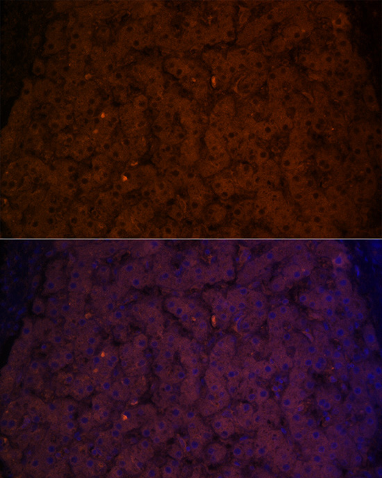 Transferrin Rabbit Polyclonal Antibody - Image 4