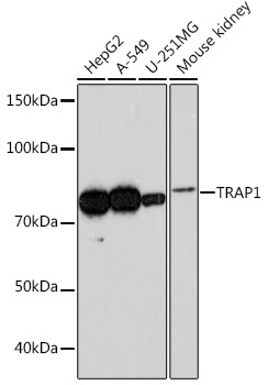 TRAP1 Rabbit Monoclonal Antibody