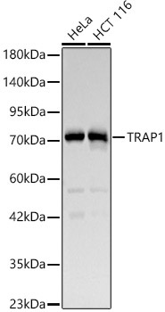 TRAP1 Rabbit Polyclonal Antibody