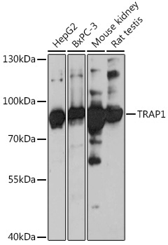 TRAP1 Rabbit Polyclonal Antibody