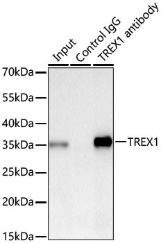 TREX1 Rabbit Monoclonal Antibody - Image 2
