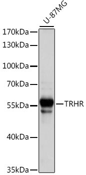 TRHR Rabbit Polyclonal Antibody