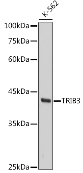 TRIB3 Rabbit Monoclonal Antibody