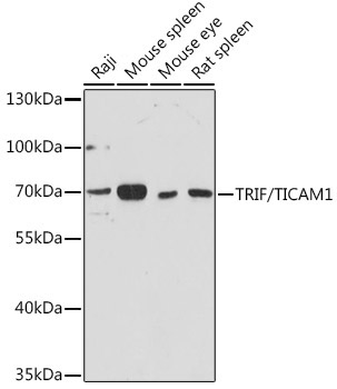 TRIF/TICAM1 Rabbit Polyclonal Antibody