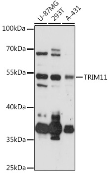 TRIM11 Rabbit Polyclonal Antibody