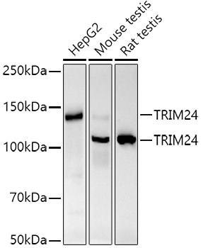 TRIM24 Rabbit Monoclonal Antibody