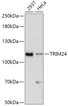 TRIM24 Rabbit Polyclonal Antibody