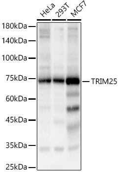 TRIM25 Rabbit Polyclonal Antibody