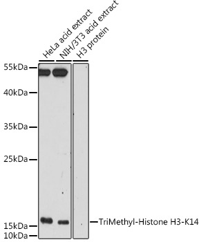 TriMethyl-Histone H3-K14 Rabbit Polyclonal Antibody