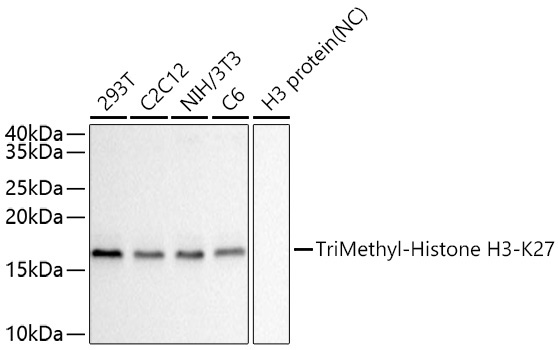 TriMethyl-Histone H3-K27 Mouse Monoclonal Antibody