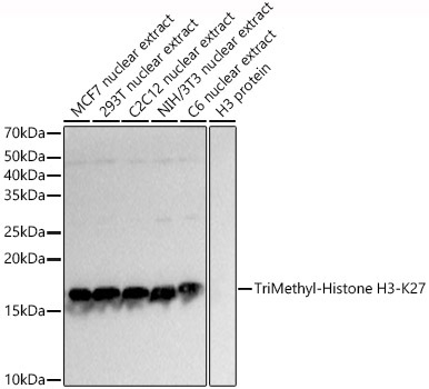 TriMethyl-Histone H3-K27 Rabbit Polyclonal Antibody