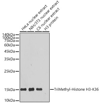TriMethyl-Histone H3-K36 Rabbit Monoclonal Antibody