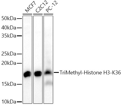 TriMethyl-Histone H3-K36 Rabbit Polyclonal Antibody