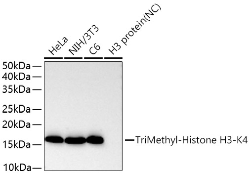 TriMethyl-Histone H3-K4 Rabbit Polyclonal Antibody