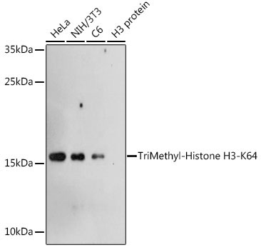 TriMethyl-Histone H3-K64 Rabbit Polyclonal Antibody