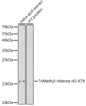 TriMethyl-Histone H3-K79 Rabbit Polyclonal Antibody