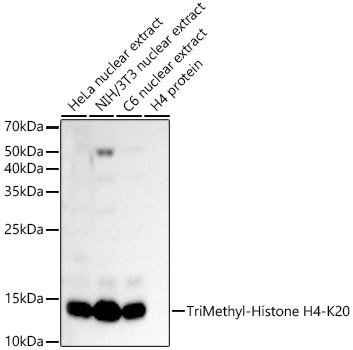 TriMethyl-Histone H4-K20 Rabbit Polyclonal Antibody