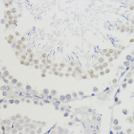 TriMethyl-Histone H4-K20 Rabbit Polyclonal Antibody - Image 3
